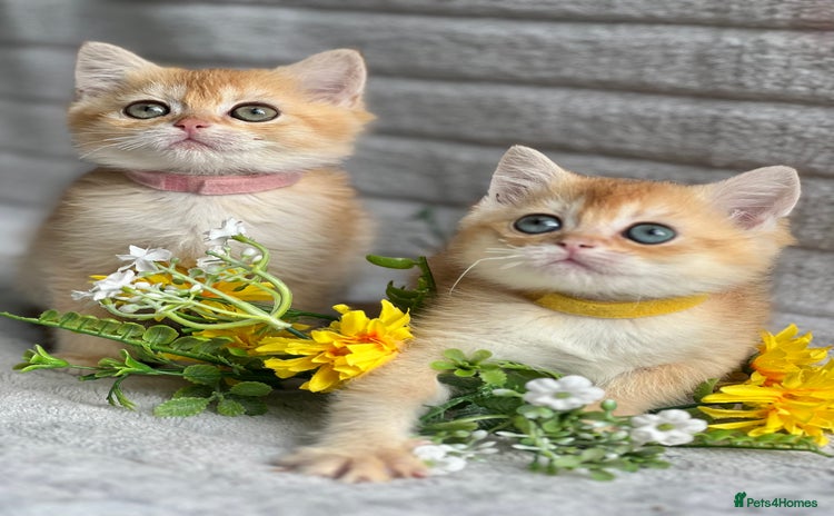 British Shorthair cats - Advert 7
