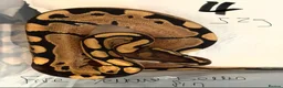 Python Snake reptiles for sale: Royal pythons - Advert 4