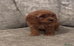 Cavapoo dogs for sale: F1 TOY CAVAPOO PUPPIES  - Image 9