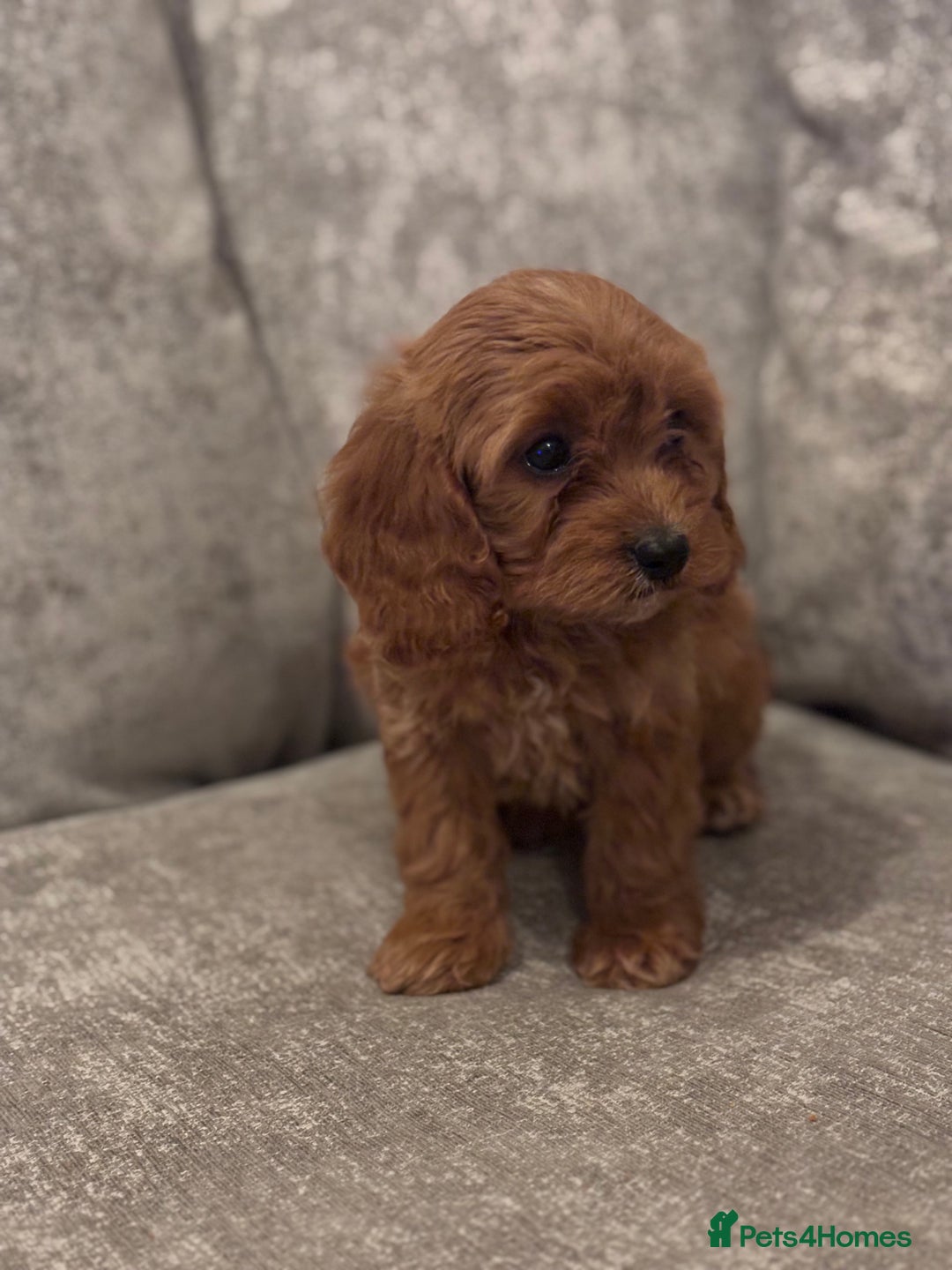 Cavapoo dogs for sale: F1 TOY CAVAPOO PUPPIES  - Image 9