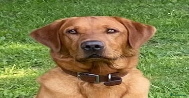 Labrador Retriever dogs in Farnborough - Advert 15