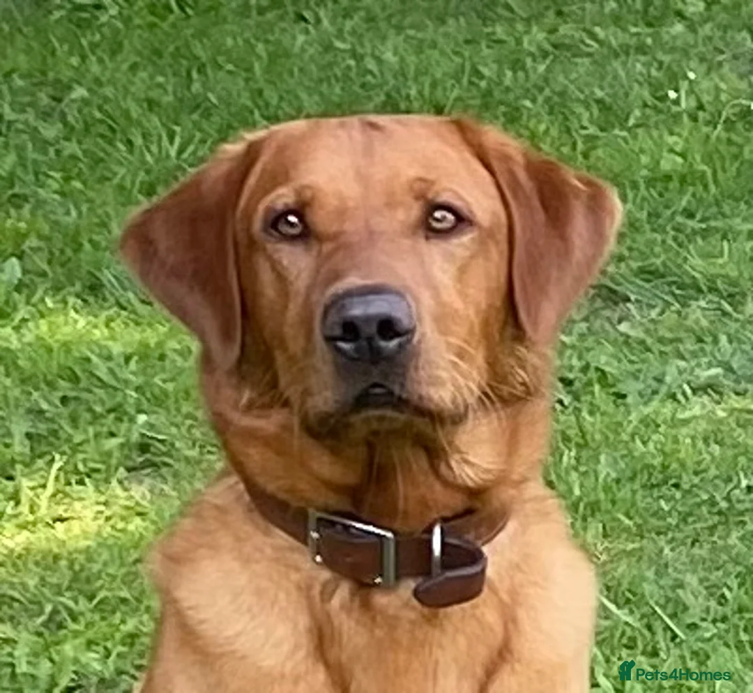 Labrador Retriever dogs for stud: PROVEN KC Health Tested Fox Red Labrador for Stud in Farnborough - Advert 3