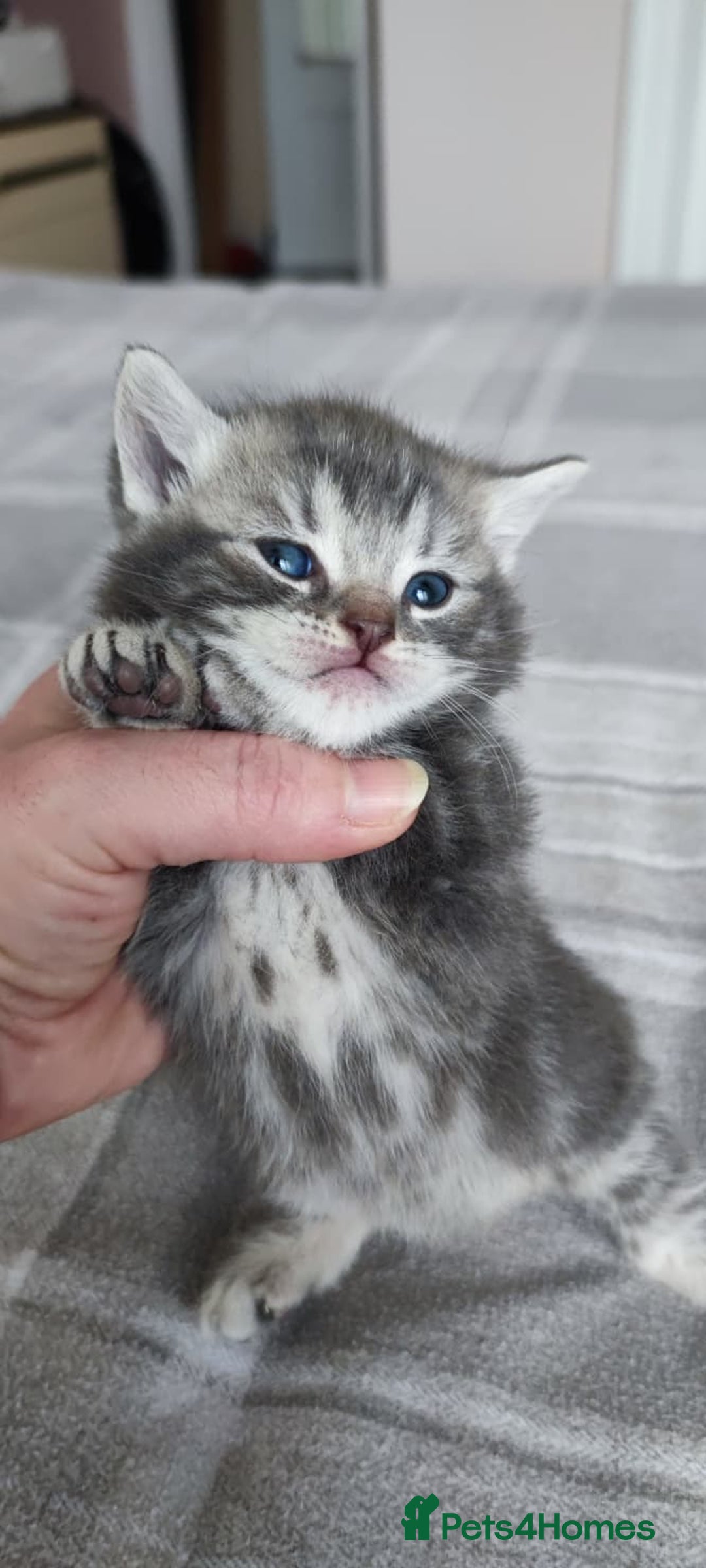 British Shorthair cats for sale: ✨4 Pure BSH Tabby kittens✨ - Advert 6