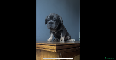 French Bulldog dogs - Advert 5