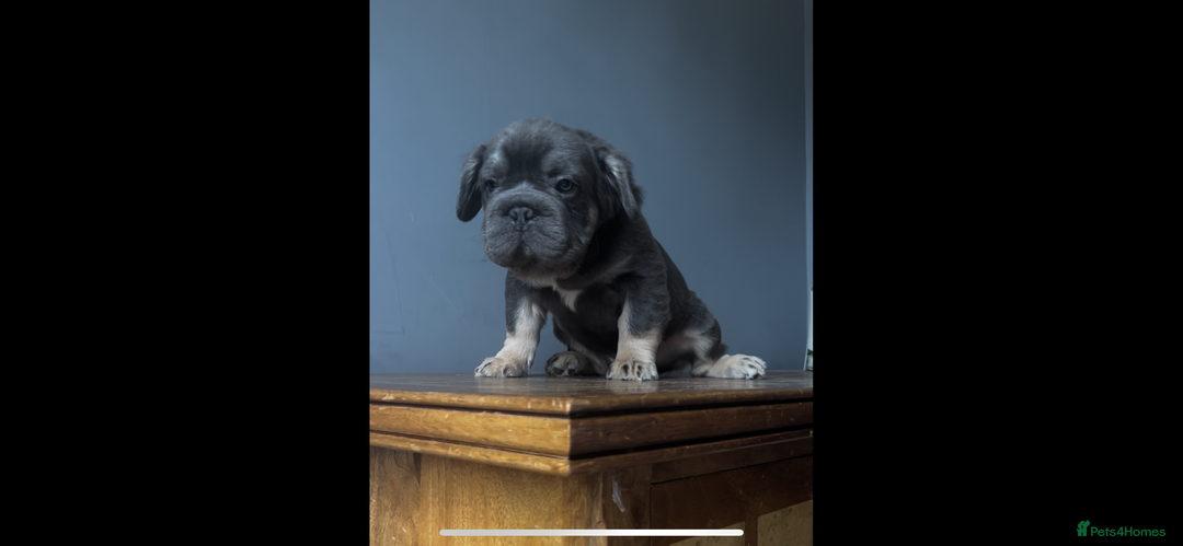 French Bulldog dogs for sale: Full fluffy big rope boy for sale  - Image 3