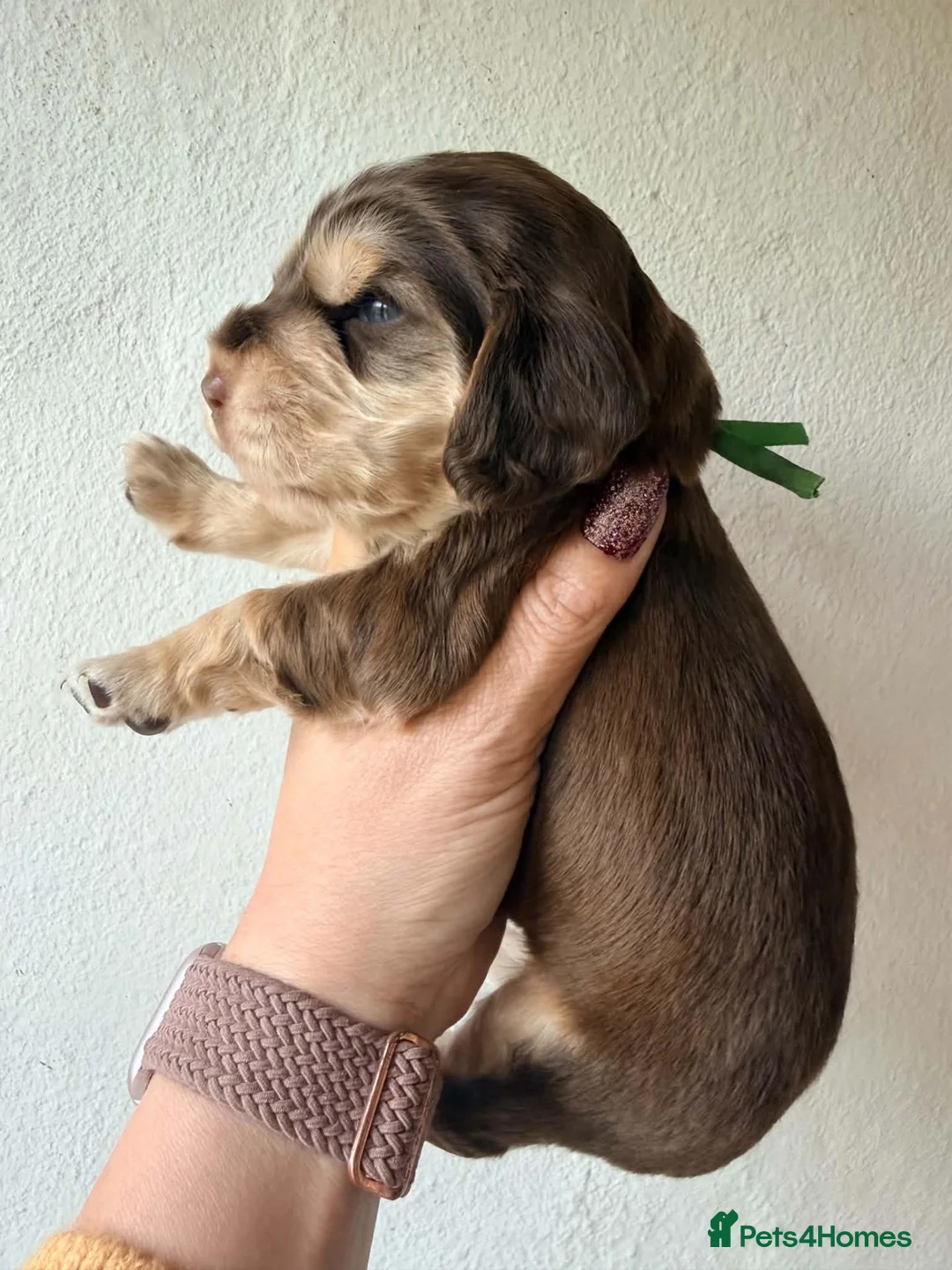 Cocker Spaniel dogs for sale: KC Reg, health tested Chocolate Puppies - Advert 29