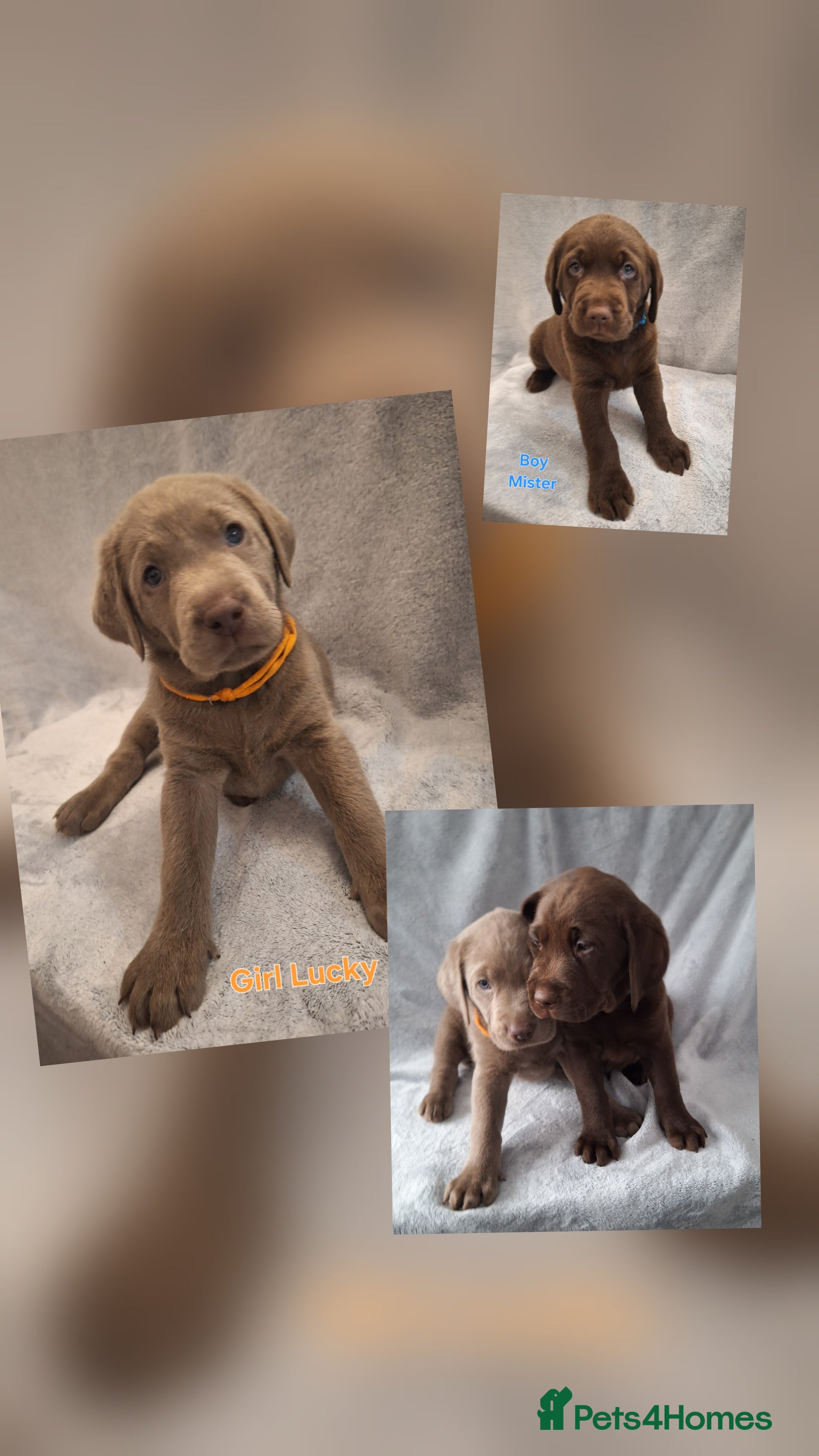 Labrador Retriever dogs  Chunky, healthy Chocolate and Silver puppies!!! - Advert 13
