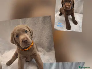 Labrador Retriever dogs Chunky, healthy Chocolate and Silver puppies!!! - Advert 13