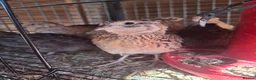 Quail poultry for sale: Coturnix quail and snowflake bobwhite  - Advert 1