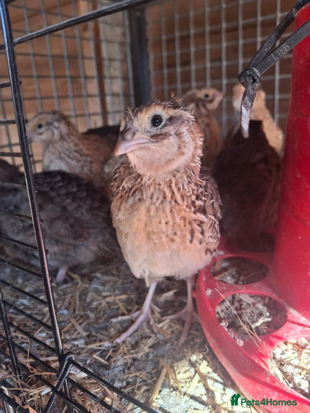 Quail poultry for sale: Coturnix quail and snowflake bobwhite  - Advert 1