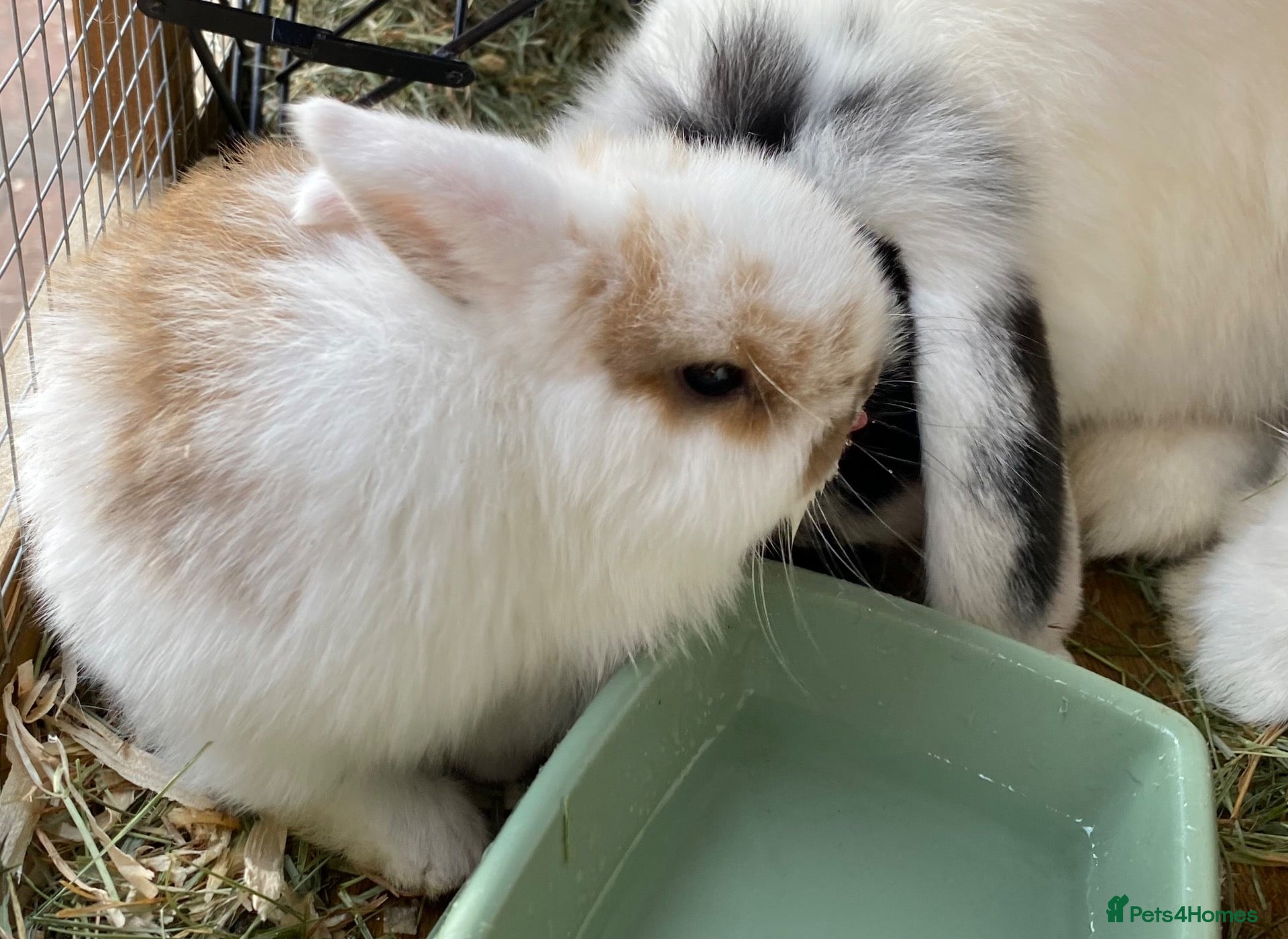 Mini Lop rabbits STUNNING PURE BREED MINI LOPS  - Advert 8