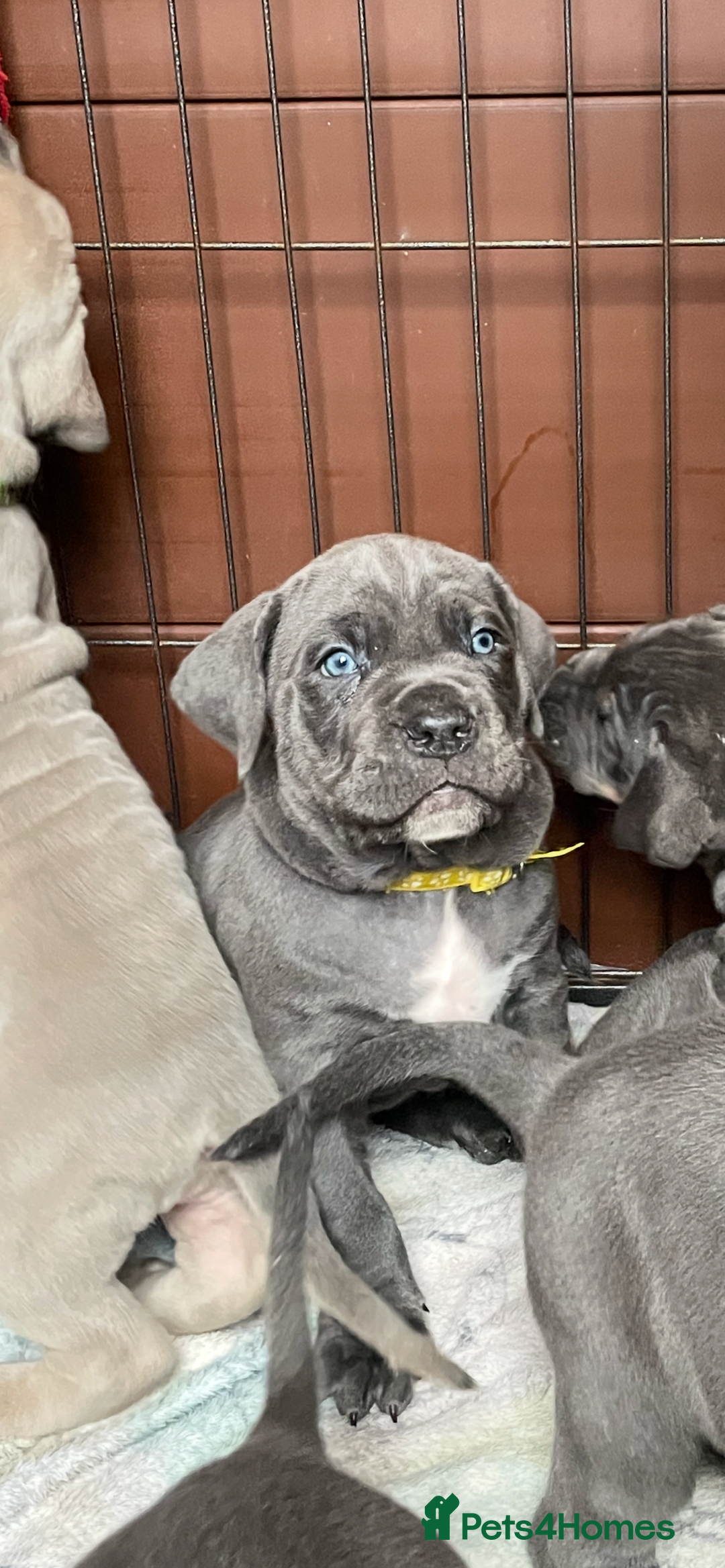 Cane Corso dogs for sale: CANE CORSO TOP QUALITY STRAJANO BLOODLINE FERMINTO - Advert 27