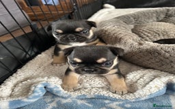 Frug dogs for sale: Gorgeous chunky pups - Image 8