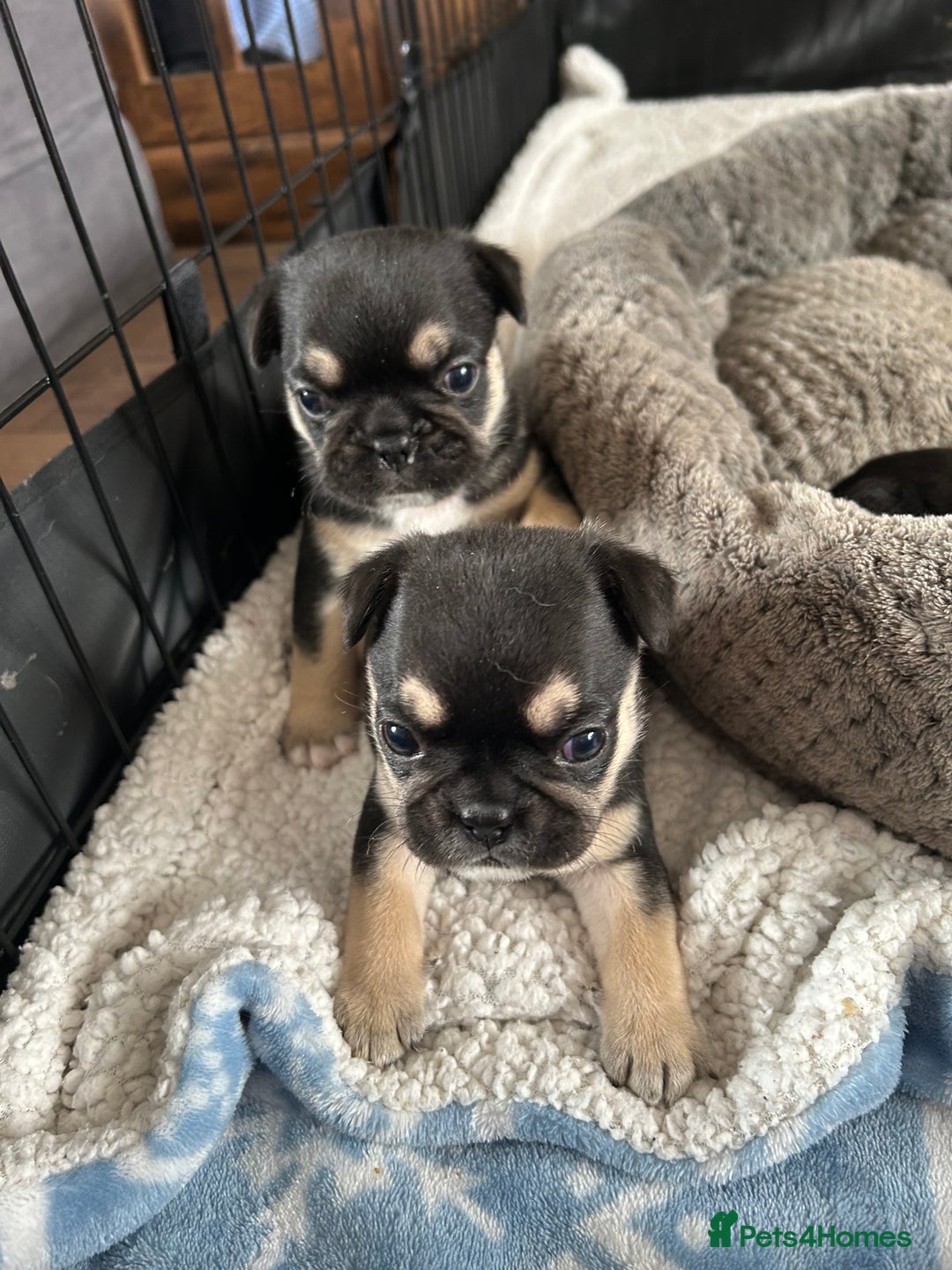 Frug dogs for sale: Gorgeous chunky pups - Image 8