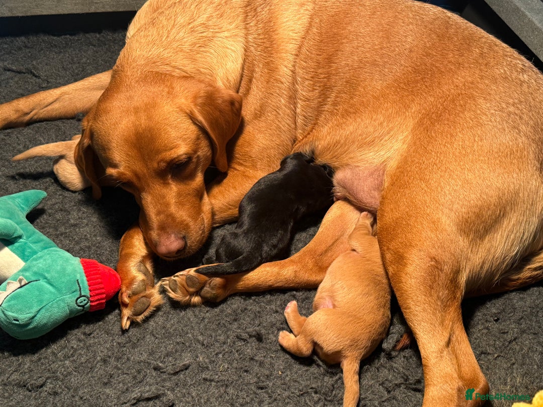 Labrador Retriever dogs for sale: Kc Registered Lab puppies (health tested parents) in Malton - Image 6