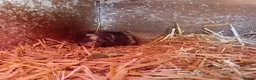 Guinea Pig rodents for sale: Baby guinea pigs  - Advert 2