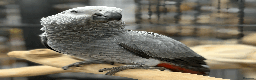 Parrots birds for sale: Gorgeous baby hand reared African Greys - Advert 3