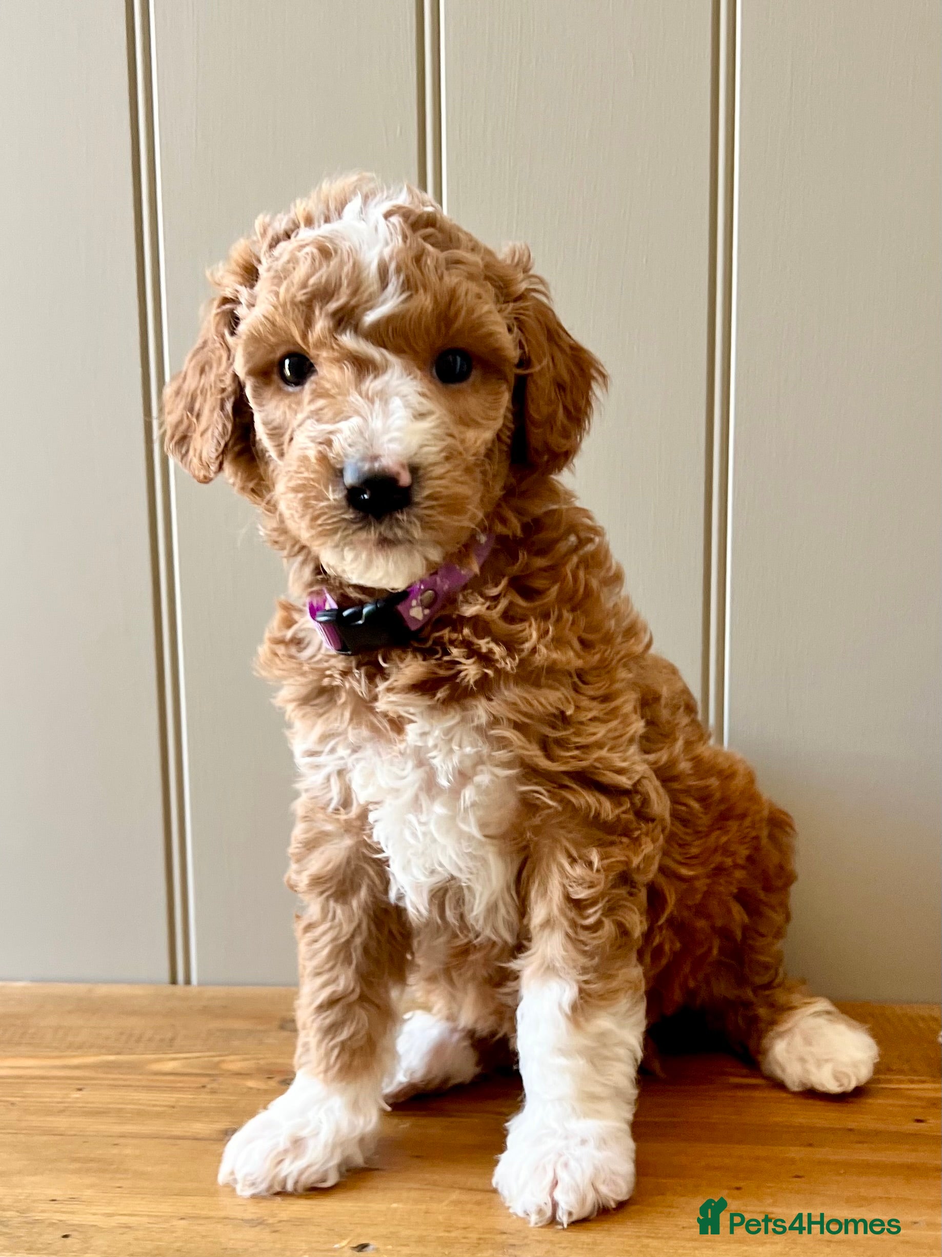 Mixed Breed dogs Exceptional Double Doodles for loving homes 🐾 - Advert 2