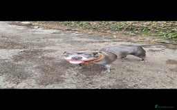 Staffordshire Bull Terrier dogs for sale: Blue and white pup  - Image 6