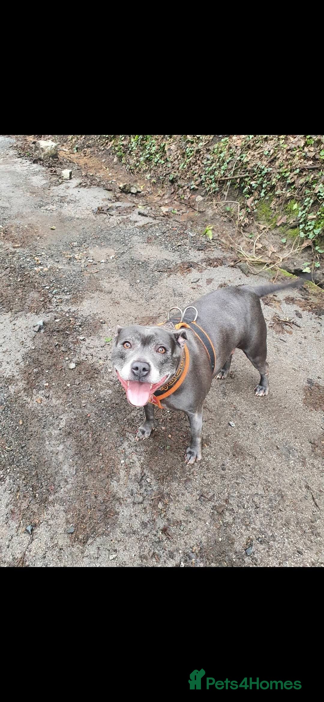 Staffordshire Bull Terrier dogs for sale: Blue and white pup  - Image 6