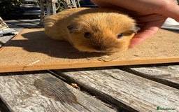 Guinea Pig rodents for sale: Pure bred California & Swiss guineapigs  - Image 21