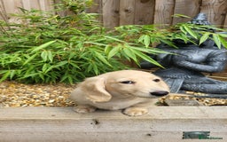 Dachshund dogs for sale: Cream boy and girl Miniature dachshund - Image 37