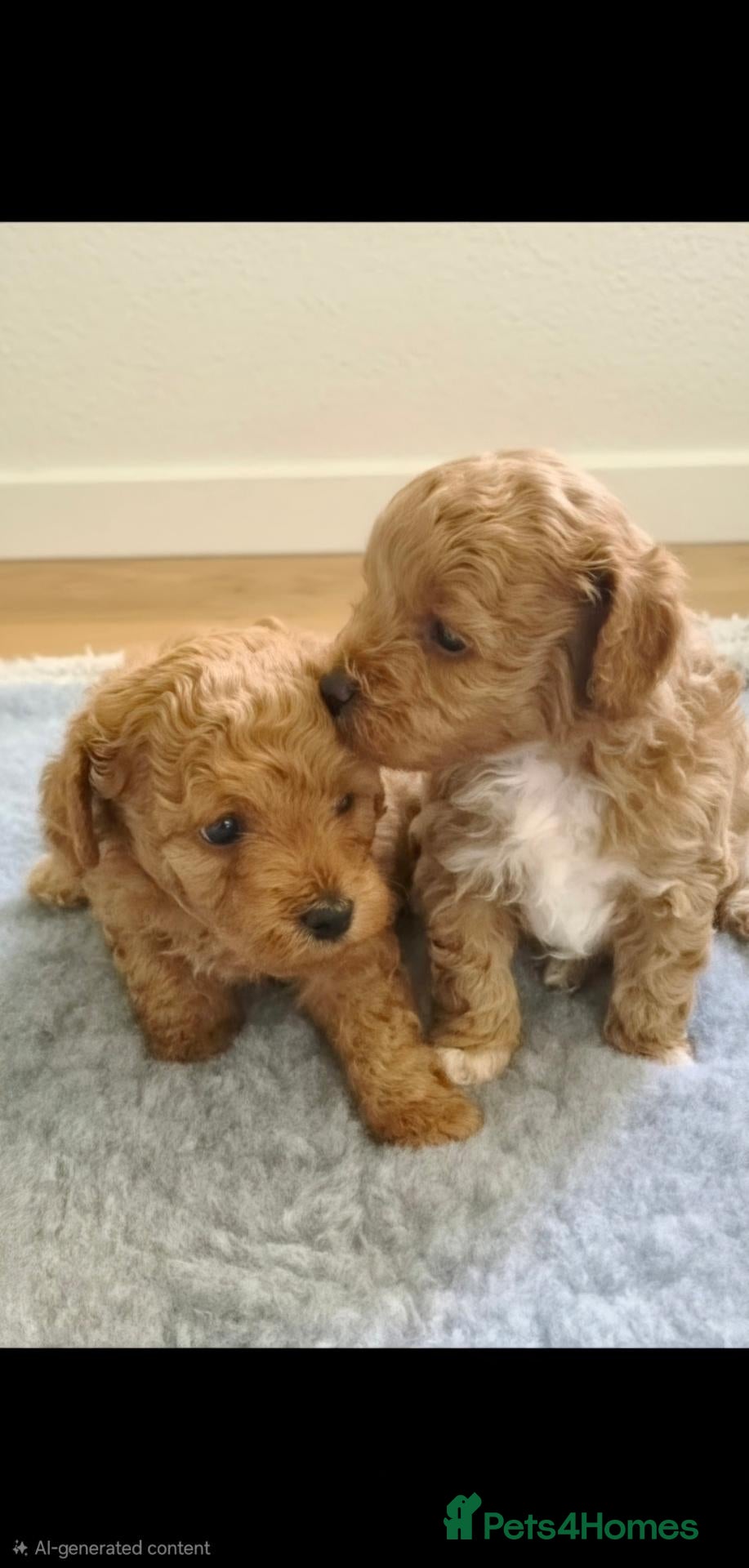 Cockapoo dogs Adorable Fox Red Cockapoo Pups Ready 17th October - Advert 2
