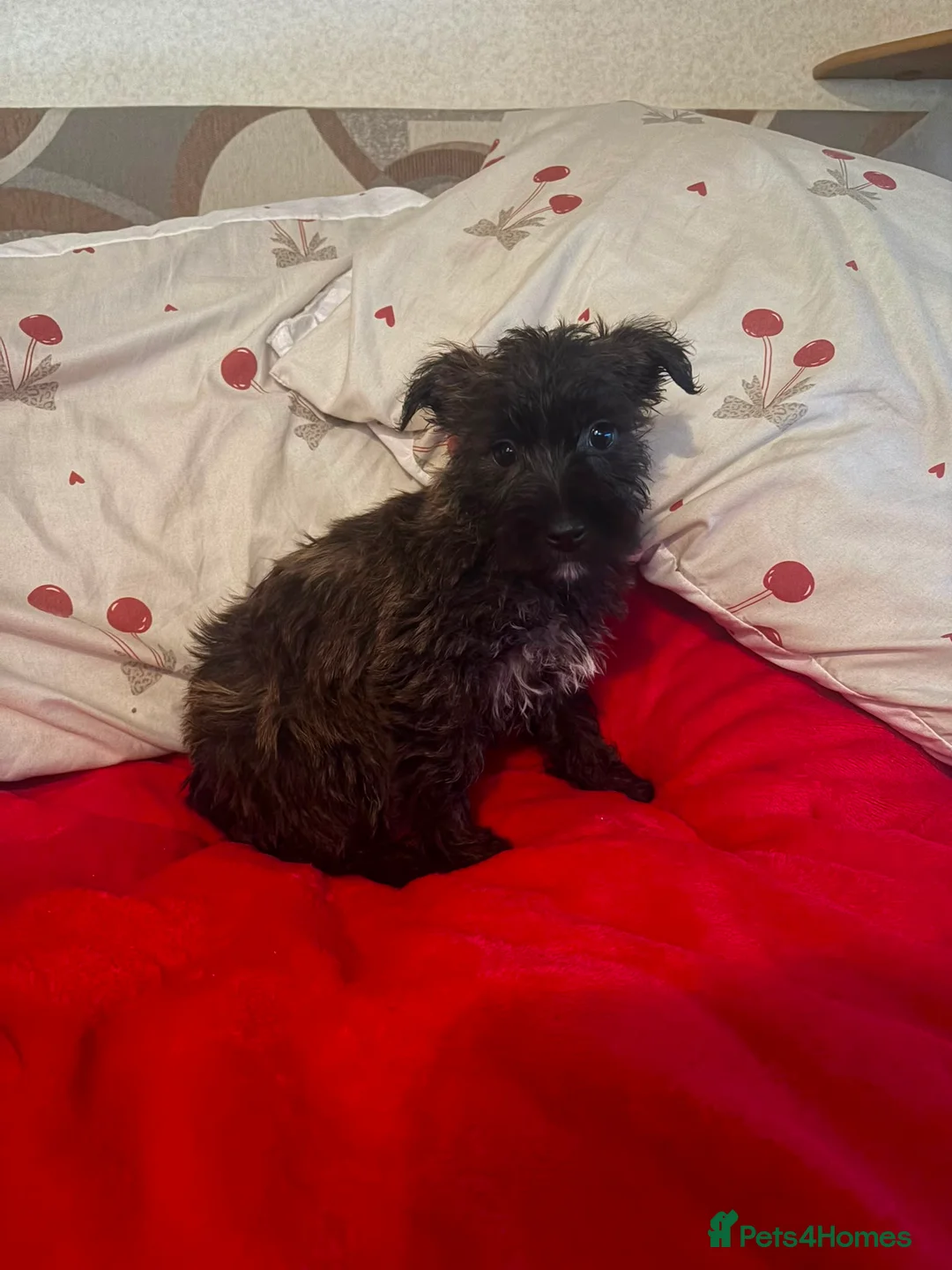 Yorkiepoo dogs for sale: 🐾 Yorkiepoo Puppies For Sale 🐾 - Advert 12