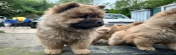 Chow Chow dogs for sale: Chow chow  - Advert 40