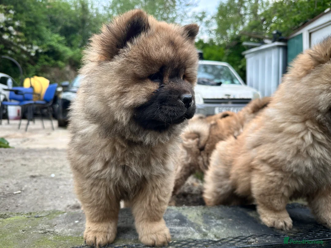 Chow Chow dogs for sale: Chow chow  - Advert 40