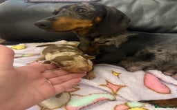 Dachshund dogs for sale: Puppy dachshunds  - Image 7