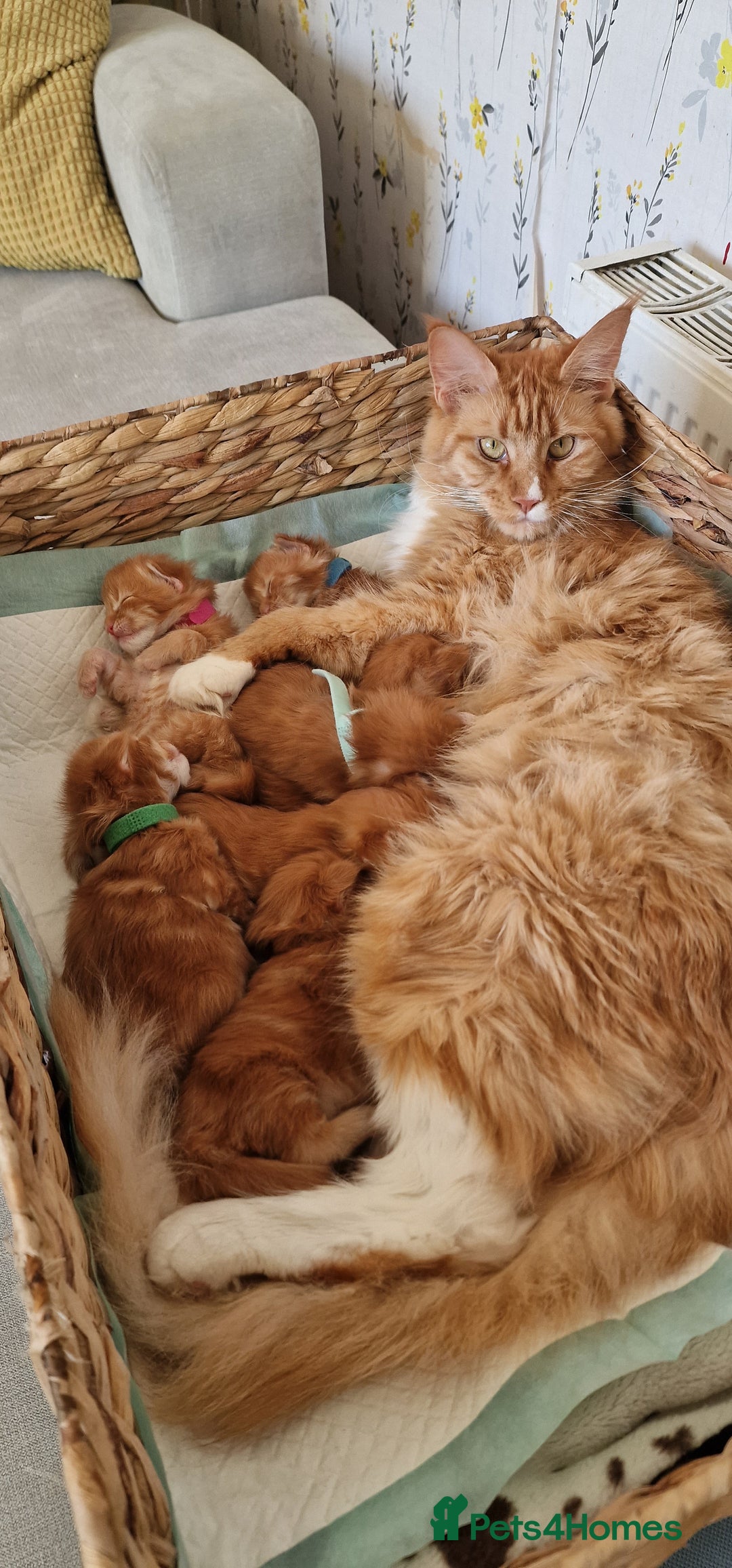 Maine Coon cats for sale: ✨ Two Beautiful Retired Pedigree Maine Coons ✨  - Advert 8