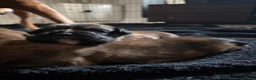 Boxer dogs for sale:  1 brindle girl kc reg come take a look x - Advert 10