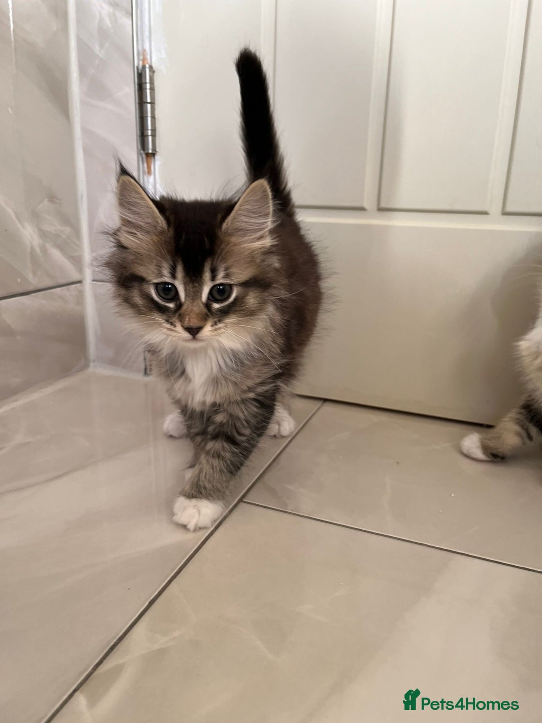 Mixed Breed cats for sale: 3 Female Kittens left from litter of 6  - Advert 7