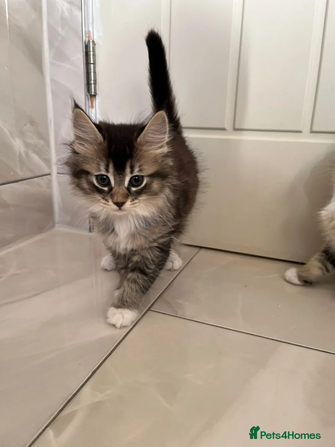 Mixed Breed cats for sale: 3 Female Kittens left from litter of 6  - Advert 7
