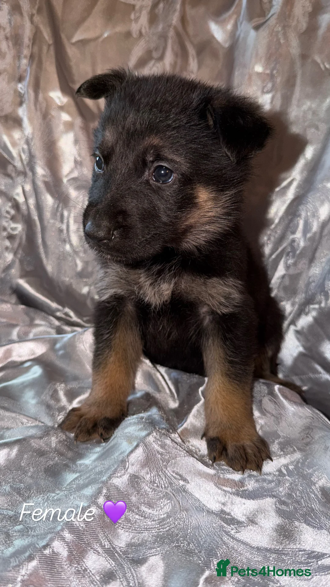 German Shepherd dogs for sale: 🐾 Beautiful KC German shepherd puppies 🐾 - Advert 7