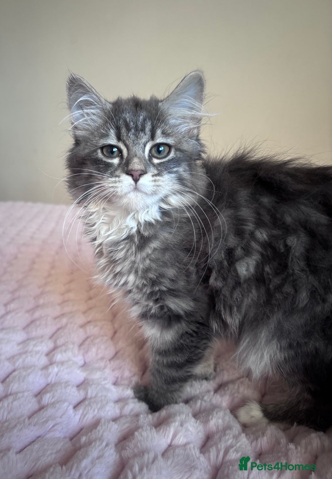 Maine Coon cats for sale: Maine Coon Kitten  - Image 11
