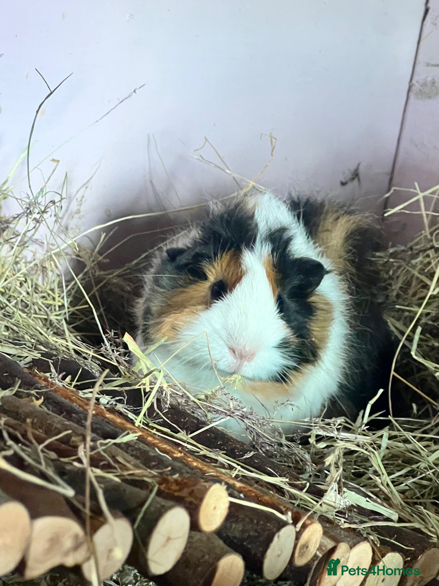 Guinea Pig rodents Funky Tri Bonded Boars  - Advert 11