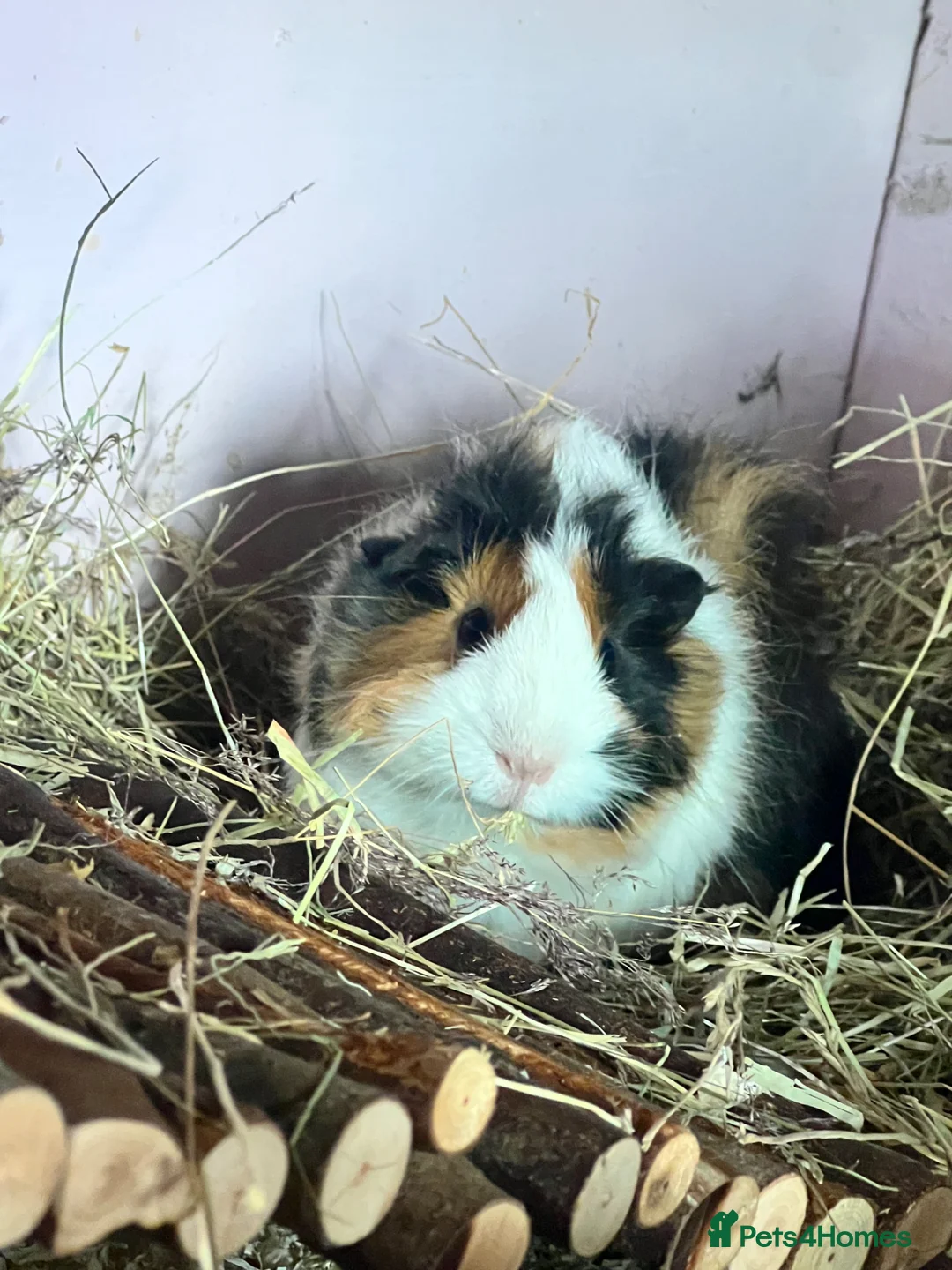 Guinea Pig rodents for sale: Funky Tri Bonded Boars  in Hope Valley - Advert 1