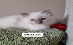 Ragdoll cats for sale: Gorgeous ,confident ragdolls stunning  - Image 22