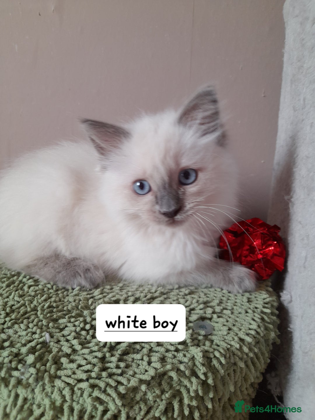 Ragdoll cats for sale: Gorgeous ,confident ragdolls stunning  - Image 22