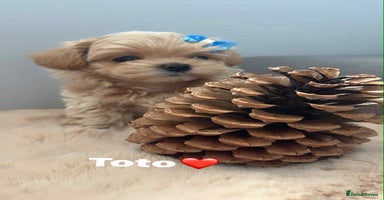 Maltipoo dogs - Advert 8