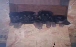 German Shepherd dogs for stud: KC sable male for stud  in Birmingham - Image 13