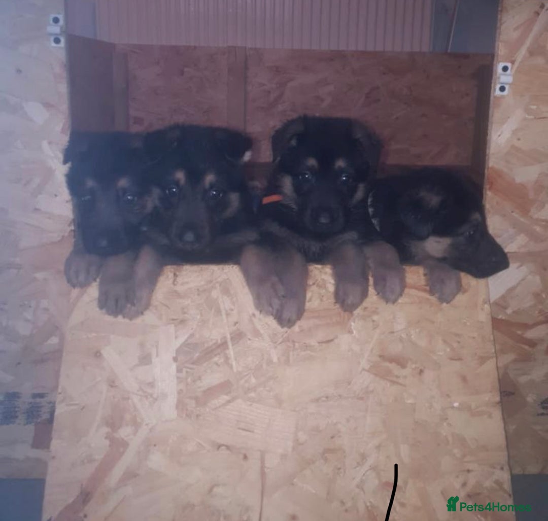 German Shepherd dogs for stud: KC sable male for stud  in Birmingham - Image 13