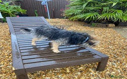 Border Terrier dogs for sale: 2 year old border terrier  - Image 4