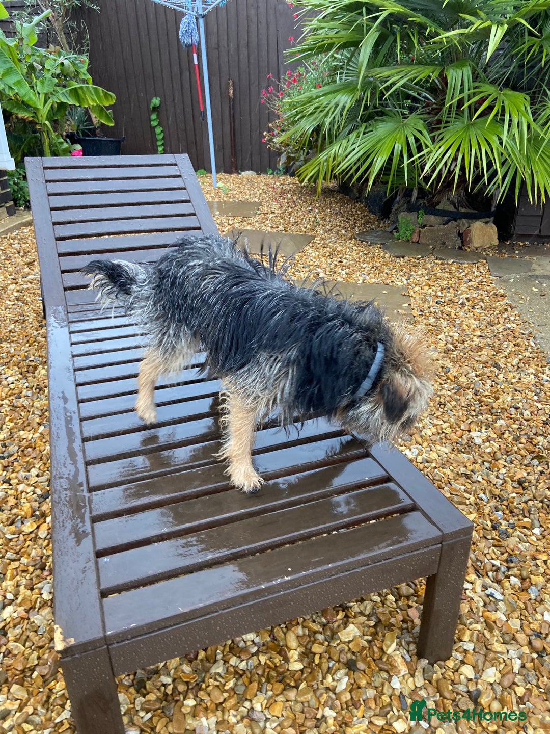 Border Terrier dogs for sale: 2 year old border terrier  - Image 4