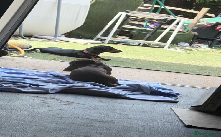 Dachshund dogs - Advert 16