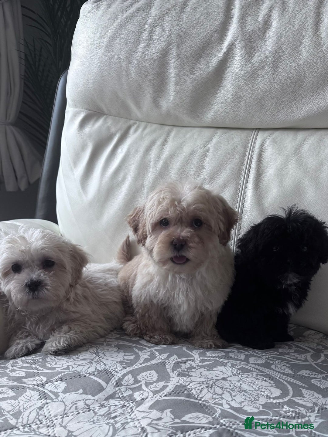 Shihpoo dogs for sale: Shihpoo puppys - Advert 2