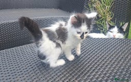 Mixed Breed cats for sale: 7 gorgeous kittens READY NOW - Image 1