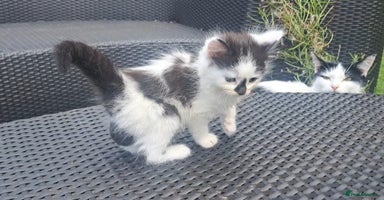 Mixed Breed cats - Advert 3